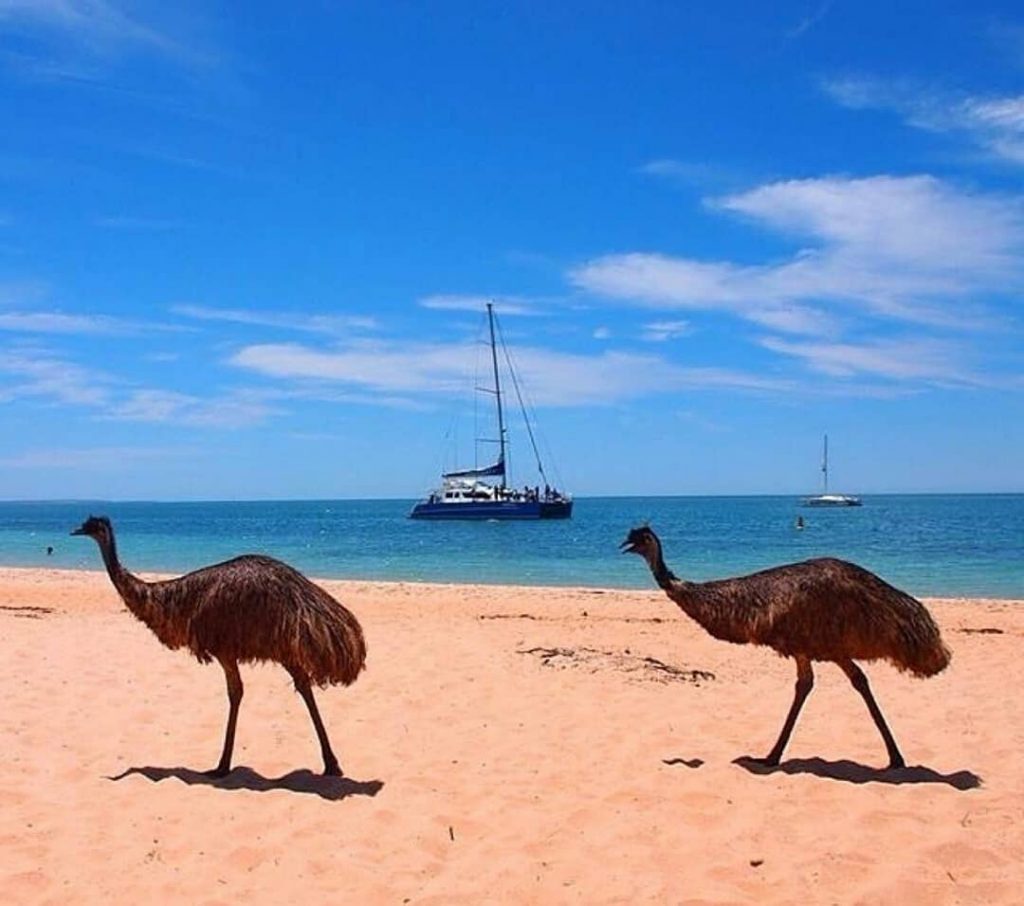 emu monkey mia sea playa australia