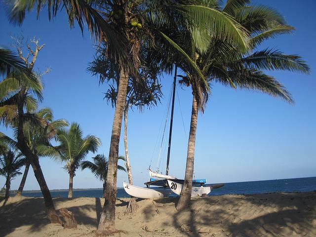 fiji beach mar palmeras sea