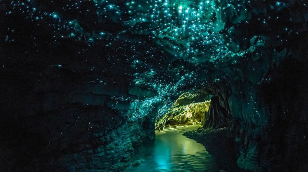 bioluminiscente cueva nueva zelanda waitomo gusano