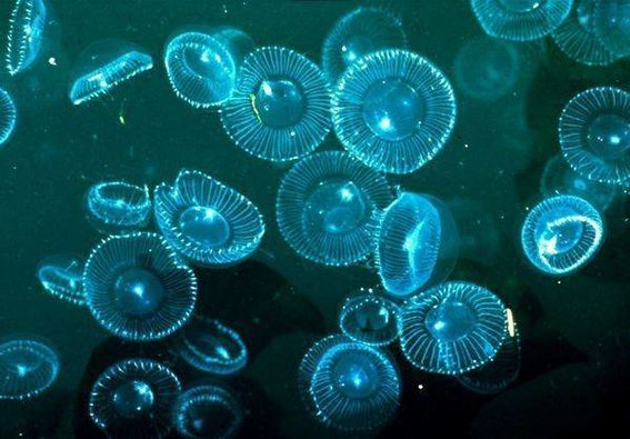 bioluminiscente-playa-en-mexico-plancton-medium-plancton