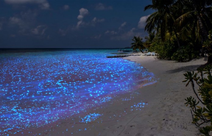 ⁪bioluminiscente maldivas vadhoo isla playa