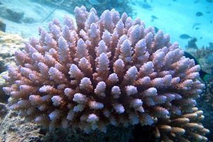 Coral Acropora_sarmentosa