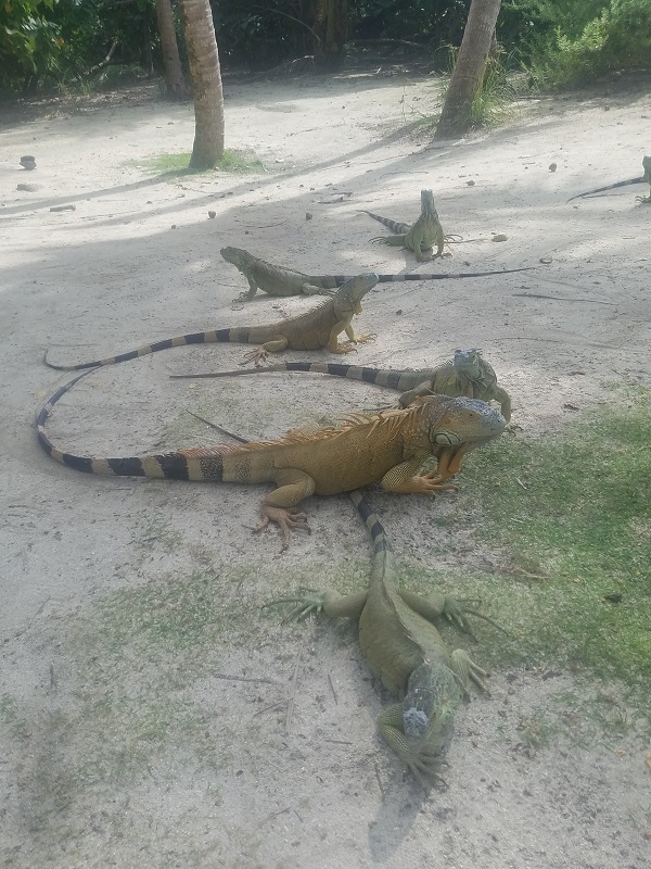 San Andres isla Colombia Johnny Cay iguanas playas sombra (2)