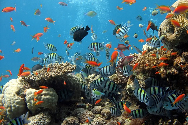 coral cardumen arrecife curiosidades