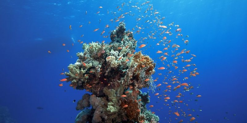coral proteccion arrecife sustento aire agua