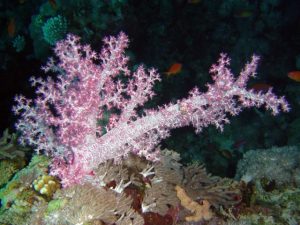 coral_blando_Dendronephthya_hemprichi